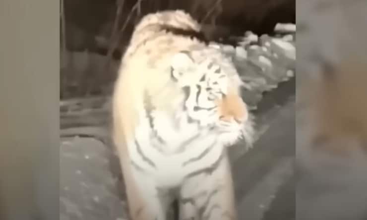 L'enorme tigre (The Siberian Times - youtube screenshot) - www.managementcue.it