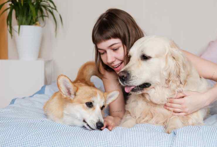 Pet