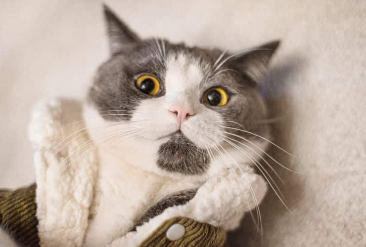 Animali domestici
